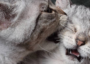 cats play fighting
