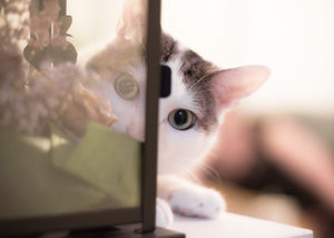Why is my new kitten scared of me?