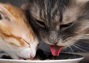 Dry Cat Food vs Wet Cat Food
