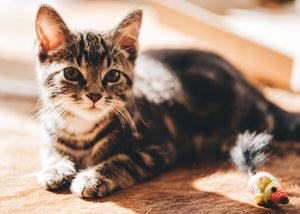 What can I do if my kitten is scratching the furniture?