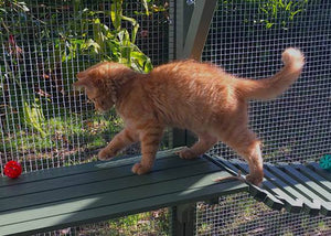 fraser kitten in paws playhouse cat enclosure