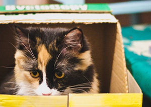 Funny Cat in Toy Box