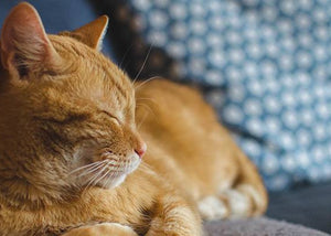 ginger cat purring on couch