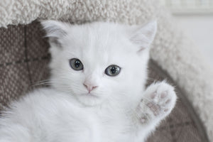 My kitten seems sick after their vaccinations — now what?