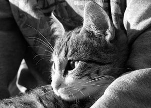 Adopted Cat in Arms of Owner