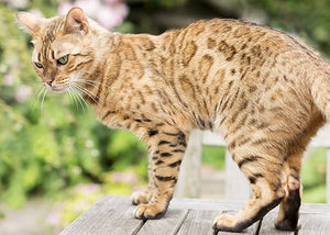 Bengal cat in backyard