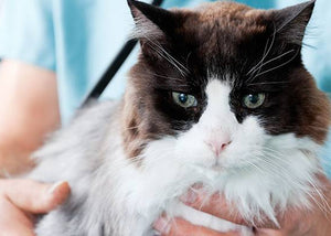 vet handling pet cat