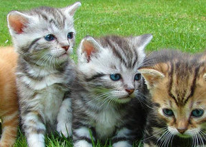 kittens for sale