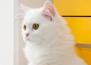 A Cat in Their New Home