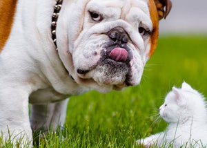 dog and cat in backyard
