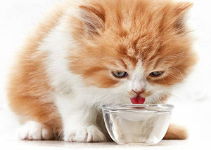 kitten drinking water