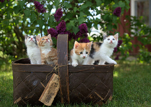 The Basics of Kitten Foster Care