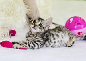 Using Kitten Water Fountains and Food Puzzle Balls