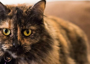 longhair tortoiseshell cat on couch