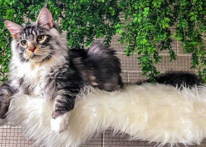 maine coon cat in kitty kondo enclosure