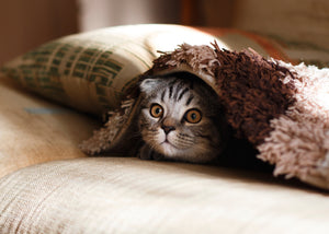 A Guide to Rhinitis and Sinusitis in Kittens
