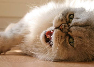 persian cat displaying play aggression