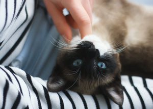 Why Kittens Are Good For Your Health