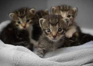 How to Care for Foster Kittens