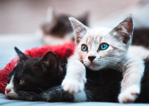 When and How To Socialise Kittens
