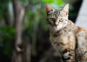 Everything You Want to Know About Outdoor Cat Tunnels