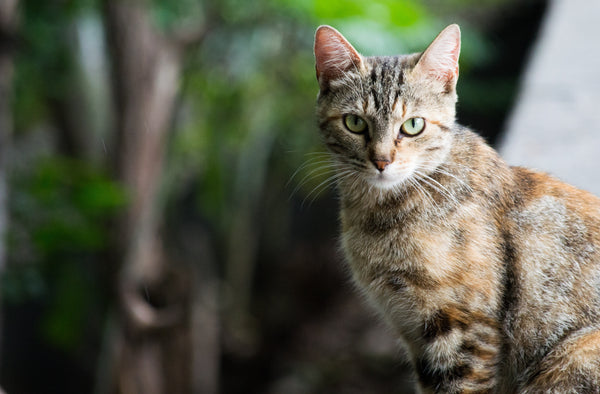 Everything You Want to Know About Outdoor Cat Tunnels