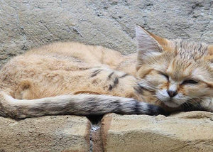 sand cat wild cat breed