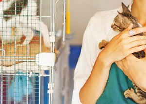 cats in pet shop