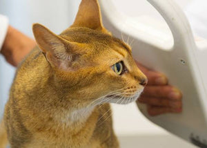 cat being scanned by vet for microchip