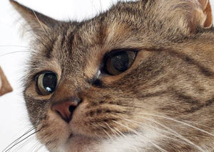 cat eating food treat