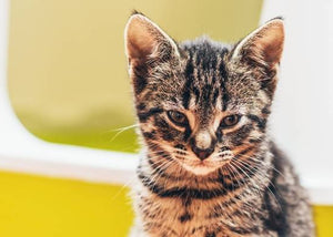 kitten with litter box
