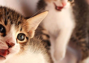 two kittens smiling with teefies