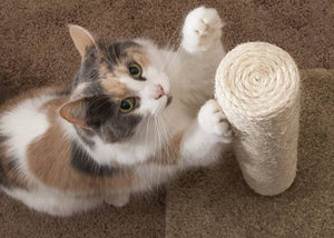 cat scratching post