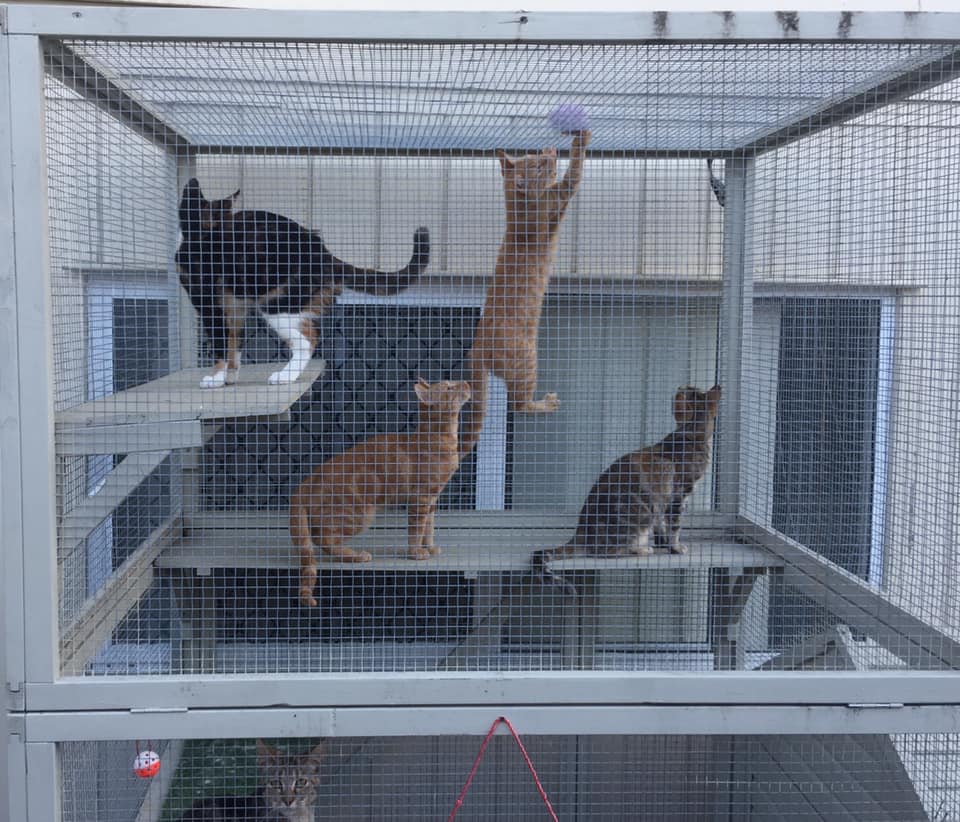 Backyard Cat Enclosures Keeping Cats Happy Safe Outdoors in Runs