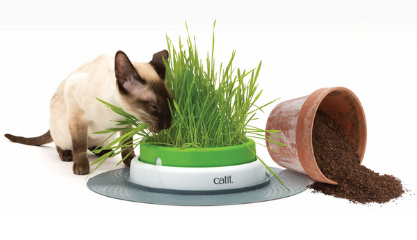 Catit Grass Planter